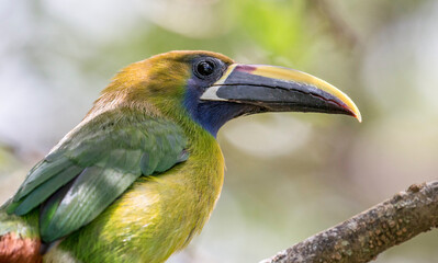 Emerald toucanet
