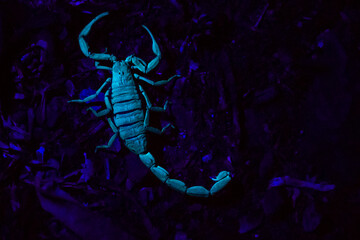 scorpion in UV light