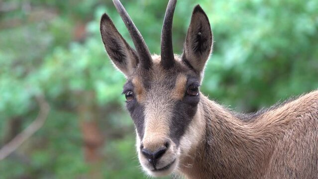 goat chamois calmly looking at the camera closeup