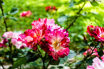 Red to white rose surrounded by leaves in a garden.
