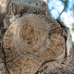 16. big brown tree on the beach