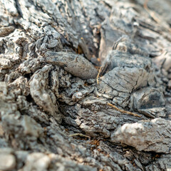 18.  tangled tree bark on the beach