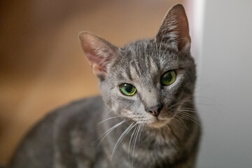 Naklejka premium portrait of a cat