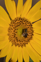 sunflower and bee