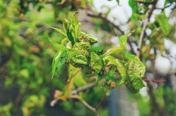 Diseases of peach tree twirled leaves. Selective focus.