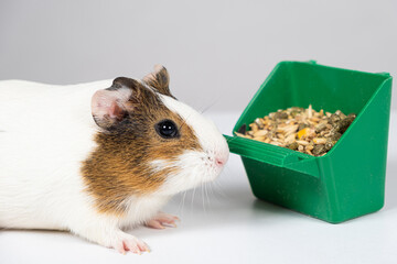 A small guinea pig and a feeder with food on a white background. Food for guinea pigs.