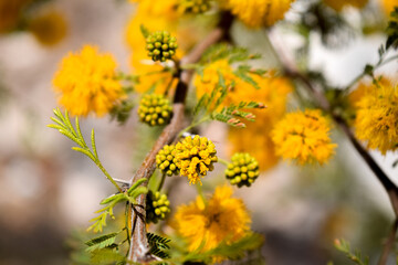 Flores amarillas y perfumadas de una Acacia Caven o espinillo