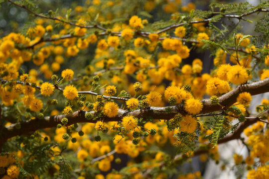 Flores amarillas y perfumadas de una Acacia Caven o espinillo