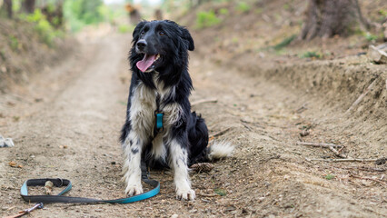 Picture of the dog sitting on the path in wood