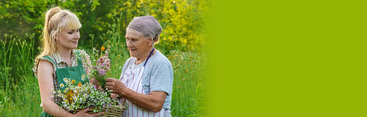 A woman collects medicinal herbs. Selective focus.