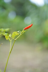red chili pepper