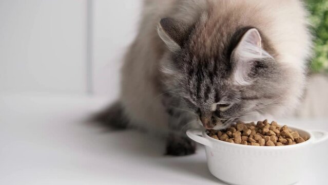 4k footage. Close up Long haired cat eating organic food from a bowl. Cat eating dry food from white bowl at home. Feeding your pet. Animals and pets feed concept