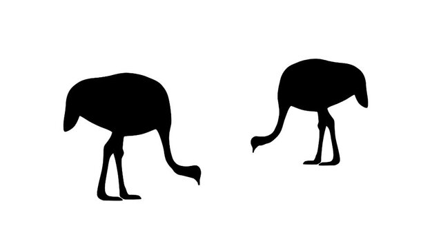 Two eating ostriches, animation on the white background
