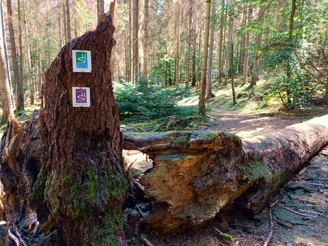 Schilder vom Wanderweg Saar-Hunsrück-Steig und Traumschleife Börfinker Ochsentour an umgestürzten Baumstamm im Nationalpark Hunsrück-Hochwald im Landkreis Birkenfeld bei Börfink. 