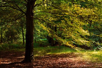 Obraz premium Virginia Water lakes - part of Windsor Great Park, Surrey.