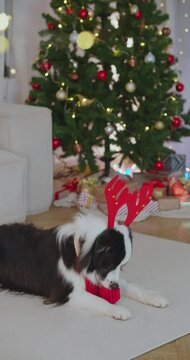 Funny playful border collie dog wearing reindeer antlers playing with a toy in Christmas festive decorated room. X-mas New Year winter holidays celebration. Cute pet at home. Mobile cam vertical view.