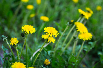 Yellow flowering dandelions in the grass close up, selective focus
