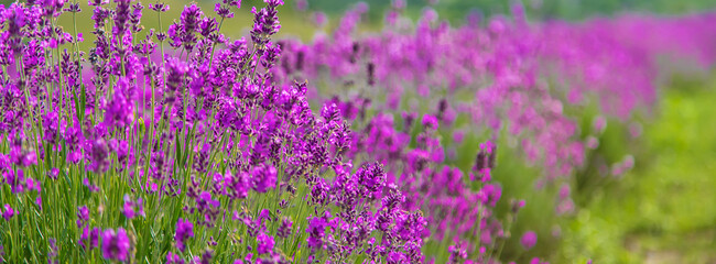 Obraz premium Lavender blossoms in a beautiful background field. Selective focus.