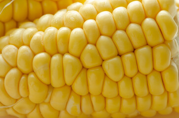 Pieces of corn cob. Corncob cut in pieces.