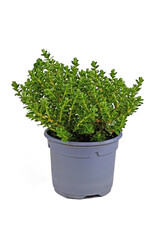 Potted Hebe 'Green Boys' garden plant on white background