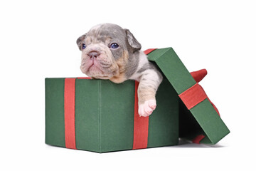 Blue merle tan French Bulldog dog puppy in green Christmas gift box on white background