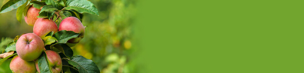 Harvest of red apples on a tree in the garden. Selective focus.