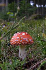 Fly agaric, Amanita muscaria with red cap in blueberry bush with a forest in the background.