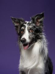 funny dog on purple background. Border collie with crooked muzzle, wide angle, emotion - obrazy, fototapety, plakaty