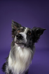 funny dog on purple background. Border collie with crooked muzzle, wide angle, emotion