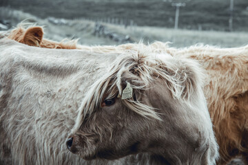 Close up head-shot portraits of beautiful highland cow with furry manes covering their eyes....