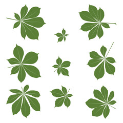 Set of vector chestnut leaf coloured silhouette icon. Simple chestnut leaves illustration for logo. Realistic hand drawn leaves illustration set on white background.