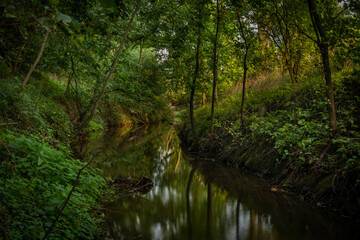 Rakovnicky creek with color trees and yellow sunny color