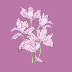 Orchid branch. Hand-draw vector illustration of pink flower, design for invitations and greeting cards.