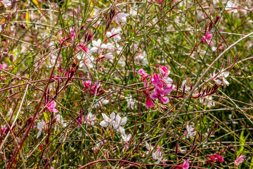 Pink and white wildflowers with green grass growing in field, selective focus