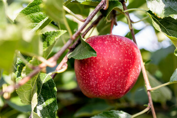 An apple hanging from an apple tree, isolated.
