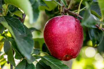 An apple hanging from an apple tree, isolated.