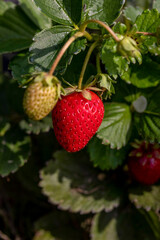 A bright red strawberry that is growing