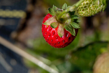 A bright red strawberry that is growing