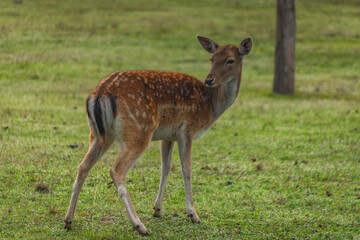 fallow deer animal on green meadow in morning near Brno city