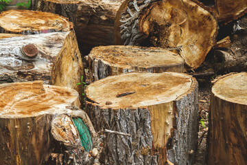 The problem of deforestation. Export of timber from the country.