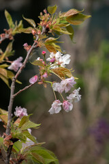 flores de un cerezo