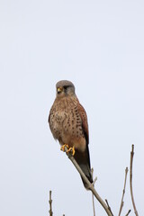 Kestrel (Falco tinnunculus) small common falcon perched on high looking for its next meal.