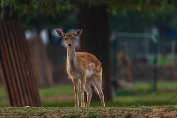 fallow deer animal on green meadow in morning near Brno city