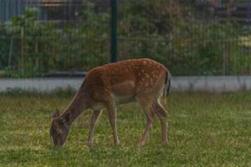 Naklejka na ściany i meble fallow deer animal on green meadow in morning near Brno city