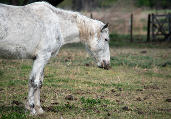 Retrato de un caballo en el campo	
