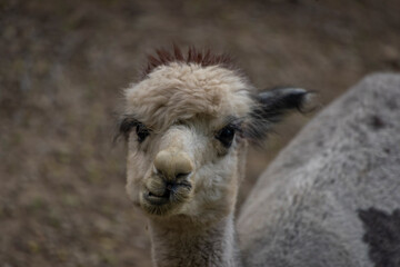 Obraz premium Llama animal in summer cloudy dark day on dry floor