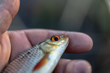 Roach fish being caught. Fisherman holds a fish in his hand close-up