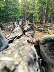 waterfall in the forest
