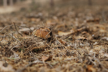 Edible mushroom with a brown cap Boletus edulis in the autumn fairy-tale forest.