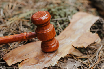 Judge's gavel on a tree in the bark, concept of forest law and nature protection.